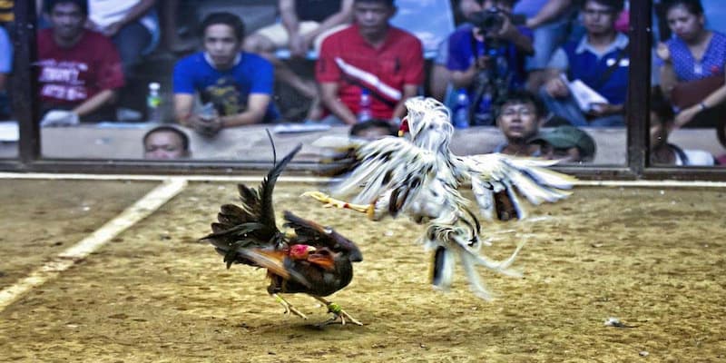 Kinh nghiệm từ cao thủ bí quyết chơi đá gà Manclub